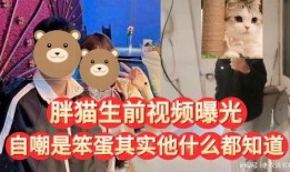 胖猫爆料视频在线观看